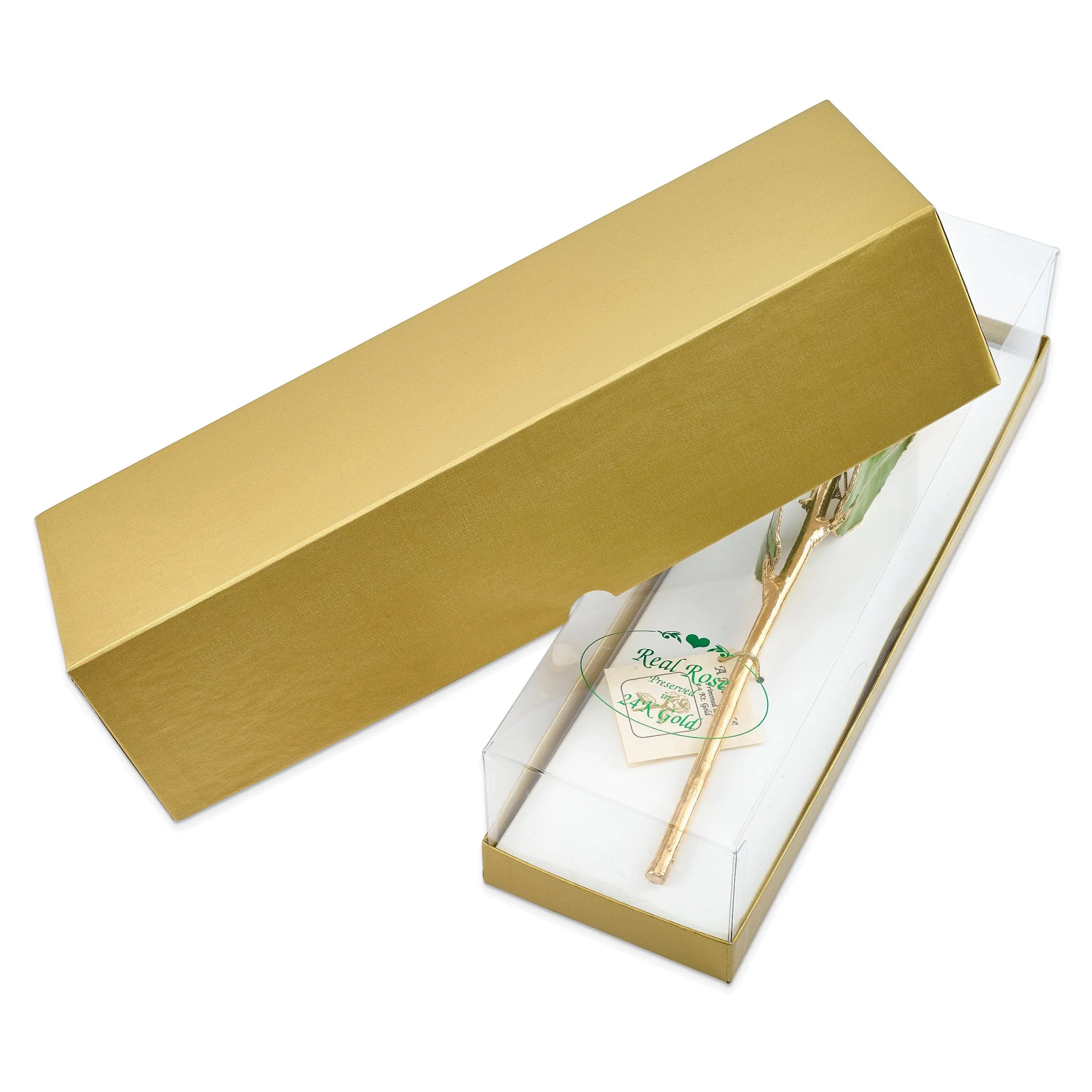 24k Gold Plated Trim Abracadabra Rose