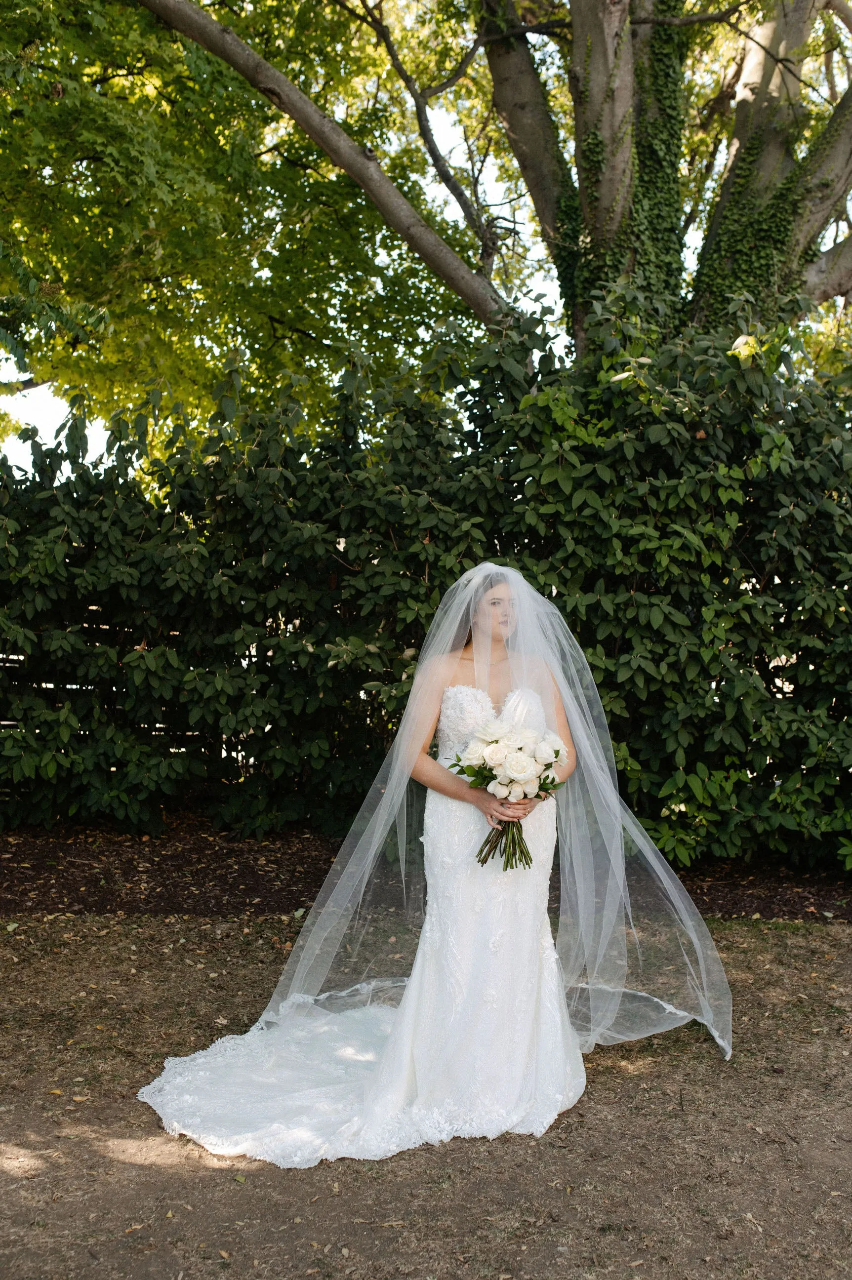 Cathedral Drop Veil with Lace Trim & Blusher, White/ Off White/ Ivory Lace Wedding Veil
