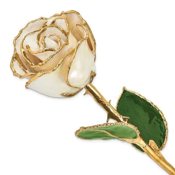 Lacquer Dipped 24k Gold Trim White Satin Real Rose