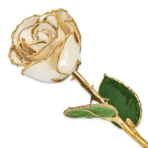 Lacquer Dipped 24k Gold Trim White Satin Real Rose