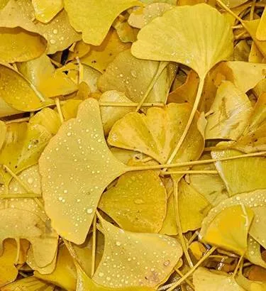 NuGold Ginkgo w/Argentium & Pearl Drop